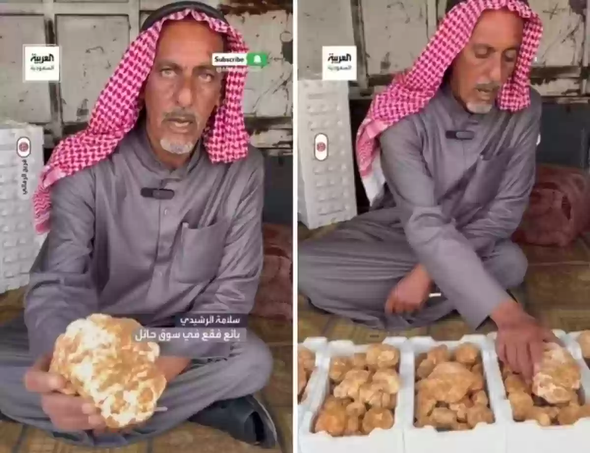 بدء بيع فقع الزبيدي في أسواق الحائل